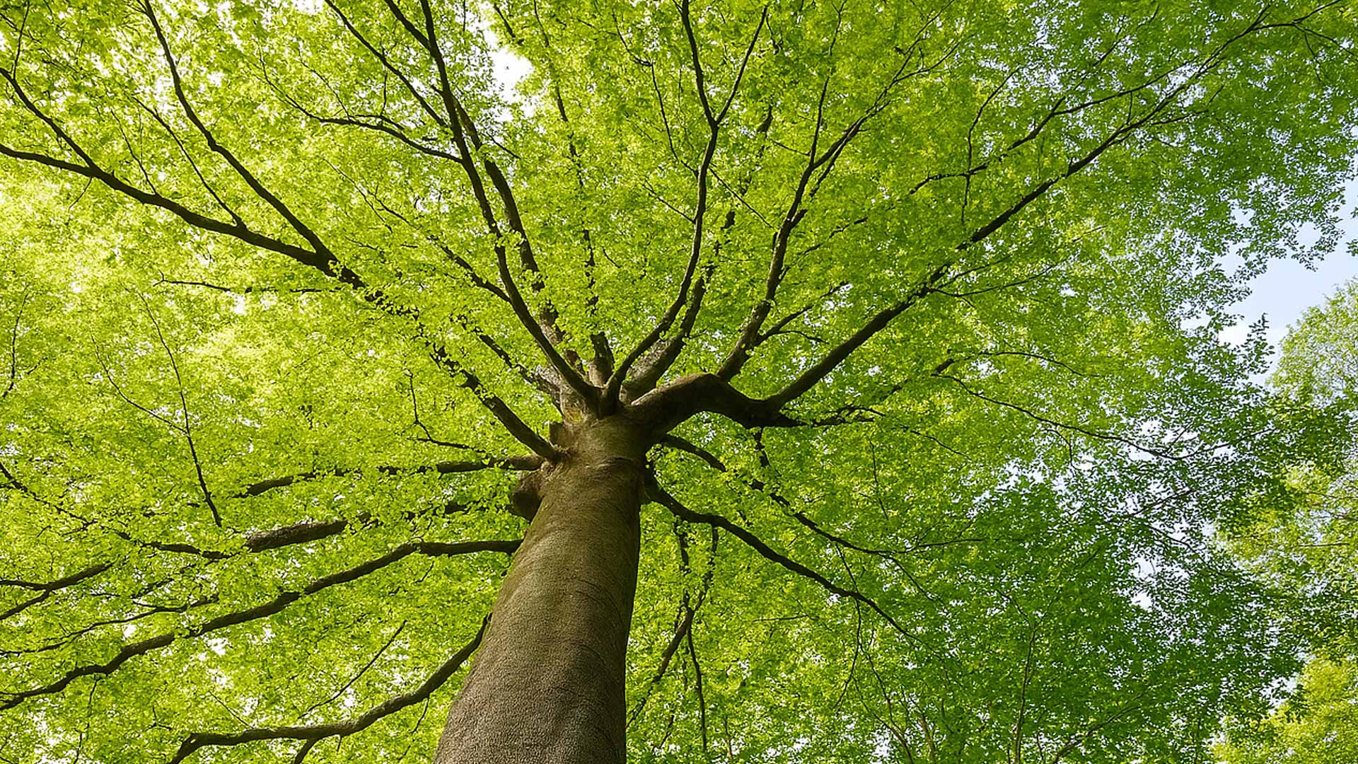 Baumschutz 